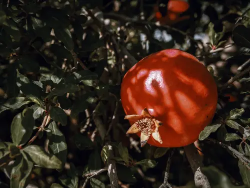 Sgranare il melograno veloce e senza schizzi