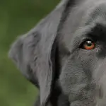 Adottare un labrador: ecco cosa c'è da sapere