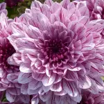 Perché il 2 novembre è la festa dei morti: origini della commemorazione e tradizioni