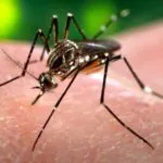 Allarme a Monza per il virus Zika, attivate le procedure territoriali per il rischio da malattie infettive