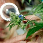 Cannabis di Stato ad uso terapeutico: l’Associazione Luca Coscioni sui pro e contro