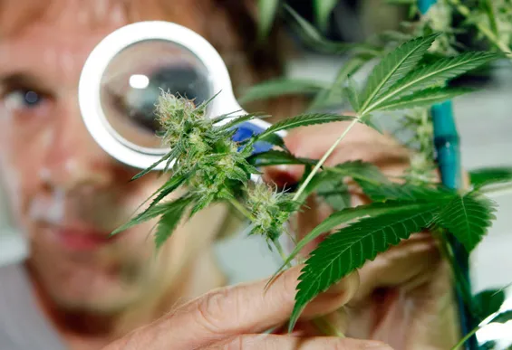 Cannabis di Stato ad uso terapeutico: l’Associazione Luca Coscioni sui pro e contro