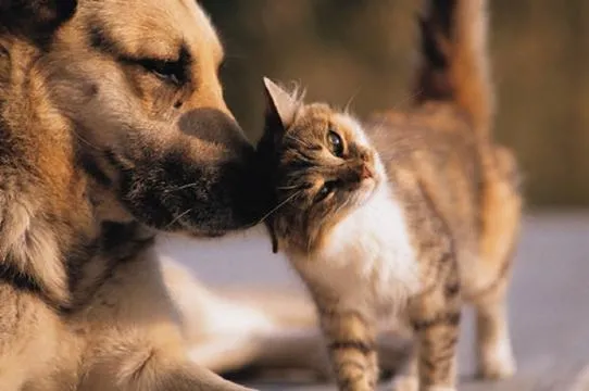 Mutua animali domestici 2017, curare cani e gatti risparmiando il 50 %: info e costi