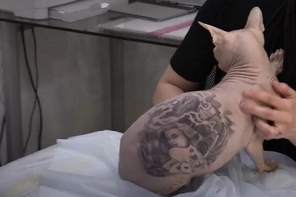 Tattoo Mania il gatto tatuato fa infuriare i social foto e video in Rete