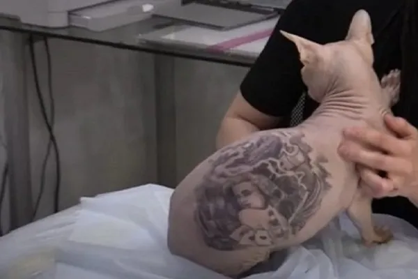 Tattoo Mania, il gatto tatuato fa infuriare i social: foto e video in Rete