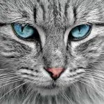 Festa del gatto: curiosità sul felino protagonista di venerdì 17 febbraio 2017