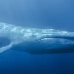 Tredicenne sviene in classe: “Giocavo al Blue Whale”