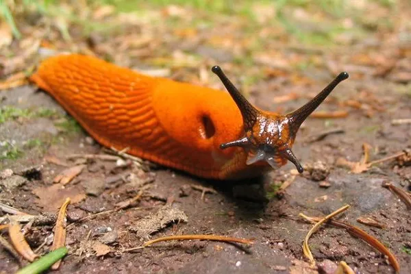 Cerotto alla bava di lumaca: ecco come sarà utilizzato per gli interventi chirugici