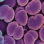 Gonorrea resistente agli antibiotici: nuovi farmaci per la malattia sessuale