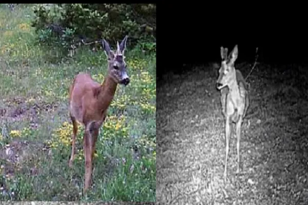 Avvistato un unicorno sui Monti Sibillini