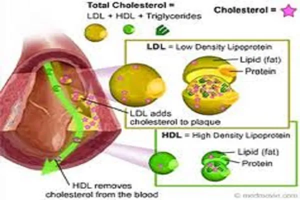 Colesterolo buono si trasforma in cattivo: lo studio shock