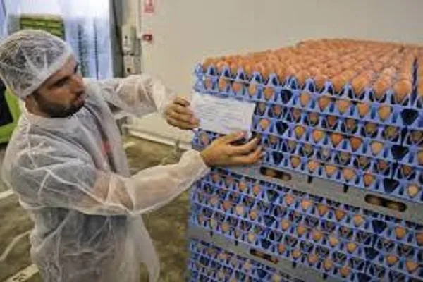 Uova al Fipronil arrivate anche in Italia