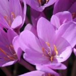 Colchicum autunnale, falso zafferano che ha ucciso due coniugi veneti