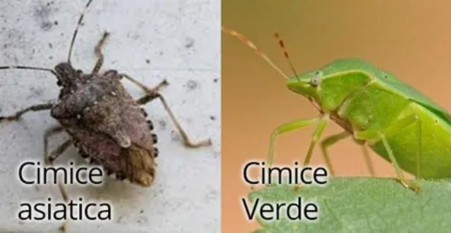 Come difendersi dalla cimice asiatica: sciami di insetti invadono il Nord Italia