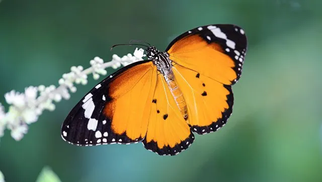 Misteriosa moria insetti volanti, rischio effetto domino per piante e uccelli