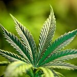 La marijuana, scoperti effetti terapeutici sulla salute dell’uomo