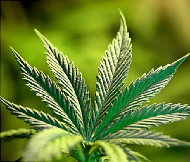 La marijuana, scoperti effetti terapeutici sulla salute dell’uomo