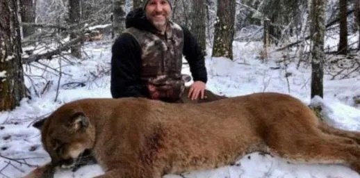Puma ucciso e cucinato da una Star canadese, web in rivolta