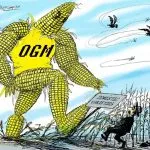 Gli Ogm  invadono tutti gli alimenti