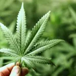 Cannabis terapeutica irreperibile, malati pugliesi in rivolta