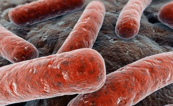 Salmonella nel pollaio, quasi 20mila galline abbattute