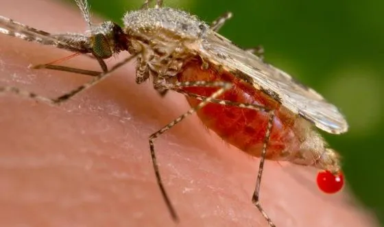 Blu di metilene, arma efficace contro la malaria