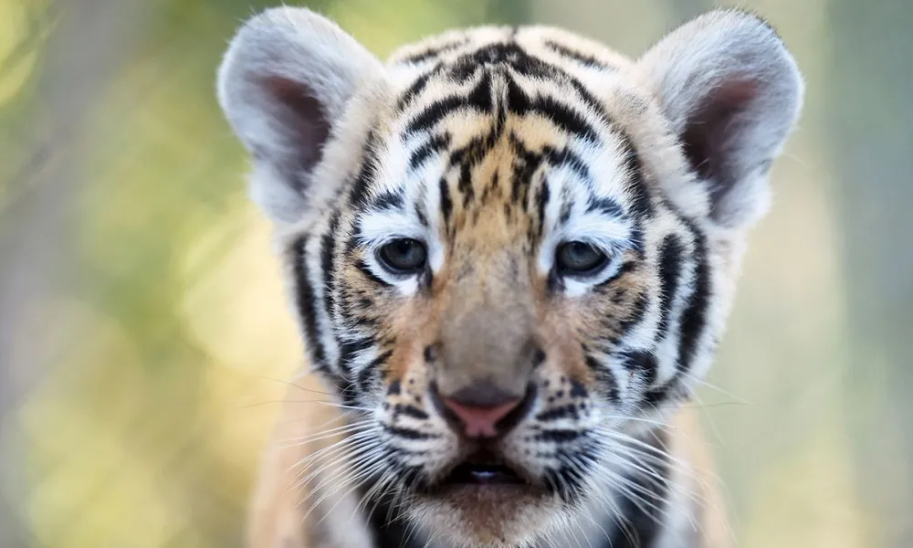 Cucciolo di tigre: tentano di spedirlo con un pacco postale