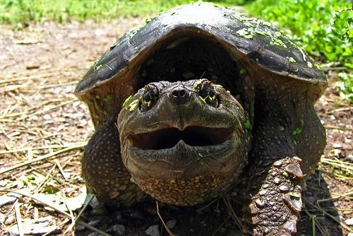 Tartaruga azzannatrice nutrita con cucciolo di cane vivo: insegnante sospeso e animale soppresso