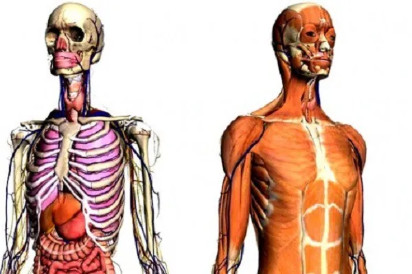 Interstizio, organo che diffonde il cancro: dove si trova?