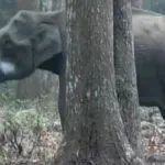 Elefante che fuma carbone: tutti a bocca aperta
