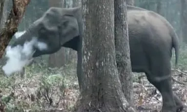 Elefante che fuma carbone: tutti a bocca aperta