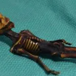 Mummia Ata, la storia di un feto malformato che sembra un alieno