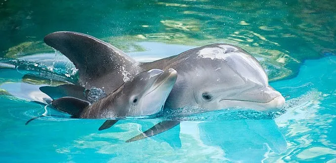 Delfini: le malattie umane, tra cui il morbillo, provocano la loro estinzione