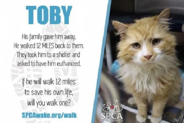 Torna a casa gatto Toby, 20 km per raggiungere la sua famiglia