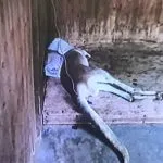 Canguro muore in uno zoo per i mattoni che gli lanciano i visitatori