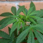 Farmaco a base di cannabis approvato negli USA: quali malattie cura?