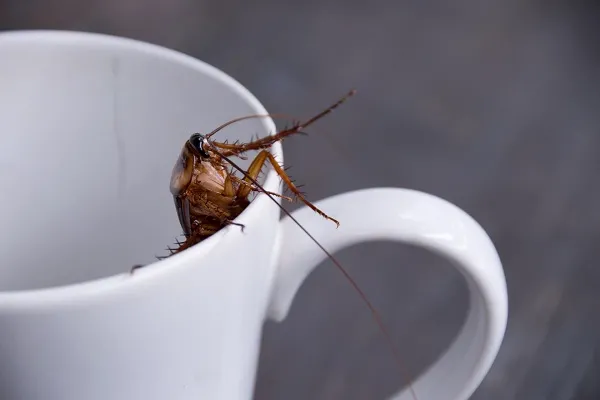 Latte di scarafaggio scoperta: meglio del latte di mucca