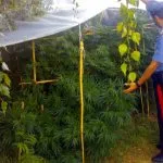 Google Maps identifica piantagioni di marijuana: incastrato coltivatore
