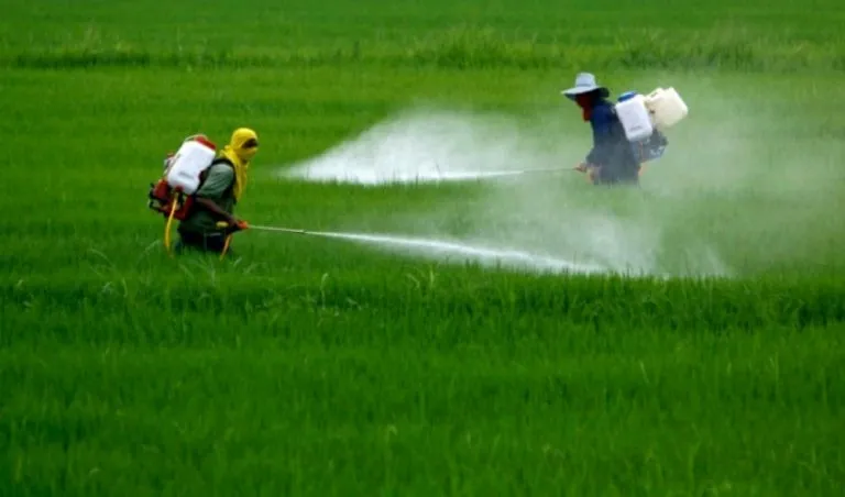 Glifosato in agricoltura: è cancerogeno, ecco perché