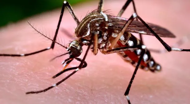 West Nile: nuova vittima a Padova, si tratta del quinto caso in Veneto