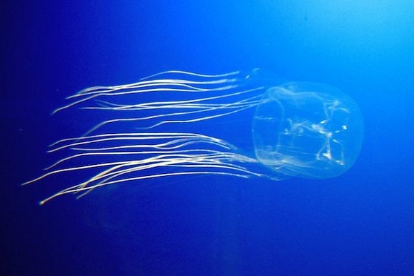 Cubomedusa o Box Jellyfix, cos'è e perché uccide