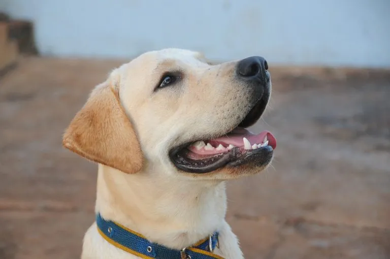 Caratteristiche dei Labrador Retriever