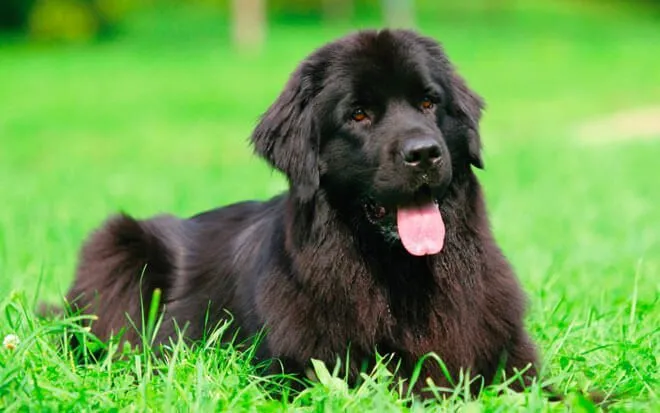 L’importanza del giardino avendo un cane in casa