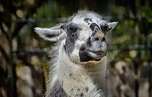 Influenza: quest’anno si combatte col vaccino del lama