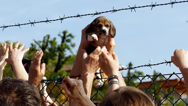 vivisezione test beagle