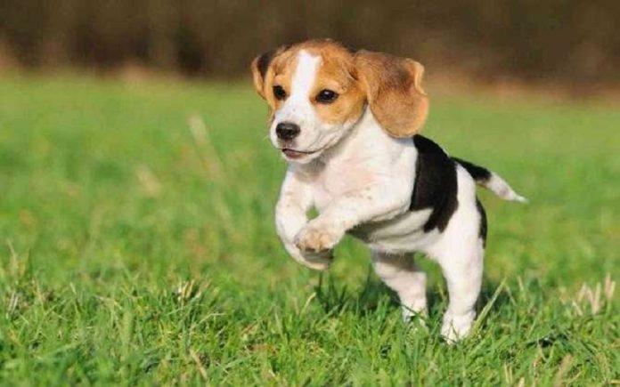 green hill beagle