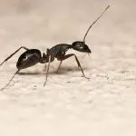 Formiche, come allontanarle da casa e giardino: consigli e rimedi naturali