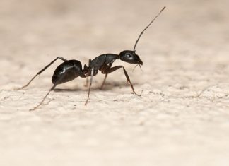 formiche-casa-giardino-rimedi-naturali