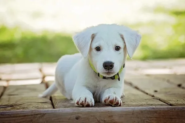 Consigli per mantenere il vostro cane in salute