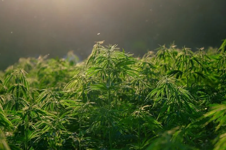 Quanti tipi di cannabis legale esistono?